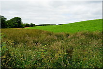 H3062 : Wildlife area in field, Corlaghdergan by Kenneth  Allen