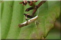 Cherry Fruitmoth (Argyresthia pruniella), Inshes, Inverness