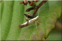 NH6943 : Cherry Fruitmoth (Argyresthia pruniella), Inshes, Inverness by Mike Pennington