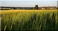 Farmland at High Habberley