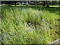 Cornfield annuals at Goose Green