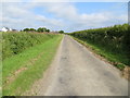 Hedge-lined minor road near to Longcastle