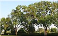 Trees by the A6116, Sudborough