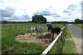 SE6558 : Donkeys at Piglets Adventure Farm by DS Pugh