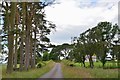 Trees and road near Meadowflat