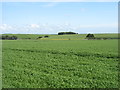 Farmland near Gateside