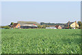 Wheat fields near Kingsey