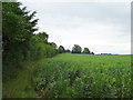 Crop field, Steward