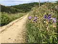 Bridleway, Old Quarrington