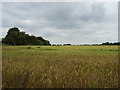 Cereal crop off Sheering Lower Road