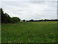 Field near Newhouse Farm