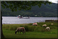 SD3095 : Sheep by Coniston Water by Ian Taylor