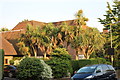 Palm trees on Wykeham Road, Hendon