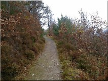 NY1520 : Path in Lanthwaite Wood by Darrin Antrobus