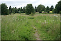 Footpath through the meadow