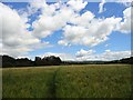 Path through cornfield