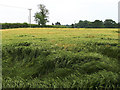 Barley field off Hough Lane