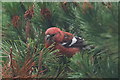 HP6209 : Two-barred Crossbill (Loxia leucoptera), Baltasound by Mike Pennington