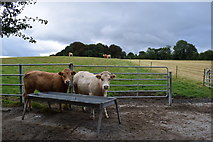 G2312 : Cattle, Drumrevagh by Kenneth  Allen