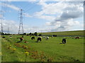 Grazing beside the River Lea Navigation