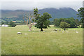 Sheep and cows near Armathwaite Hall