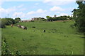 Pasture field at Ty-poeth Farm