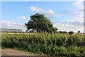 Hedgerow in Morrice Green