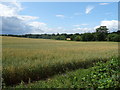 Cereal crop near Fishers Green Farm