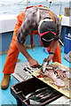 NM7827 : Preparing a cocktail of mackerel and octopus by Des Colhoun