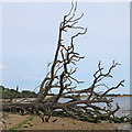 TM1734 : Dead Tree on Foreshore, River Stour, Lower Holbrook by Roger Jones