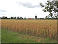 Across the wheatfield is Walsham Way Farm ...