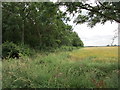 The west side of Bushy Common Plantation