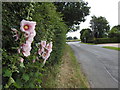 Hollyhocks on the verge