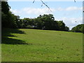 Grazing off Pegs Lane