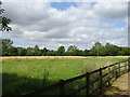 Grazing near Homestalls Farm