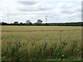 Cereal crop, Thorley Houses