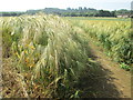 Path across a wheat field near to Lidlington