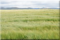 Barley field on Elva Plain