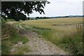 Wheat field near Great Brington