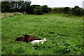 Calves resting in the grass, New Park