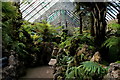 Inside The Fernery, Botanic Gardens in Churchtown