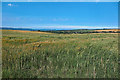 Barley field, Bayvil