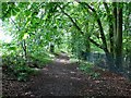 Footpath through a wood