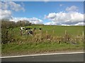 Cow Field near Mouswald