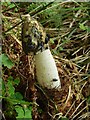 NS4760 : A stinkhorn by Lairich Rig