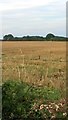 Hare on Farmland