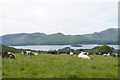 NY2822 : Relaxing cattle near Castlerigg by Bill Boaden