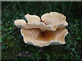 Bracket fungus by the River Frome