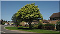 Fine maple in the centre of Eastington