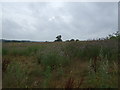 Overgrown farmland near Sloeman